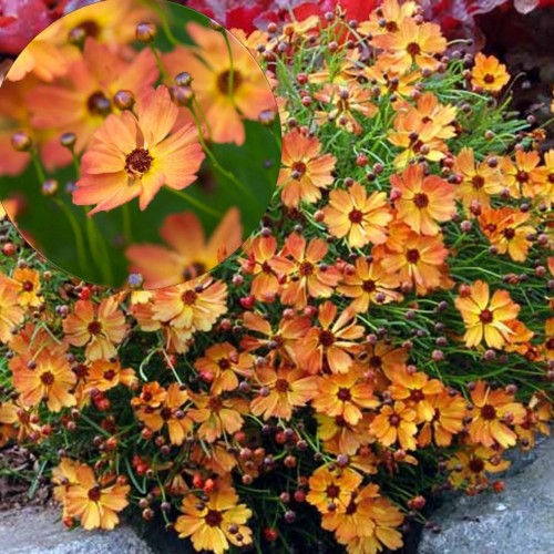 Coreopsis lanceolata 'Mango Punch' - Süstjas neiusilm 'Mango Punch'